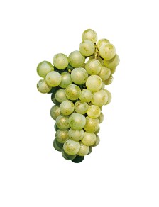 Jus Raisin Blanc Sauvignon 33cl